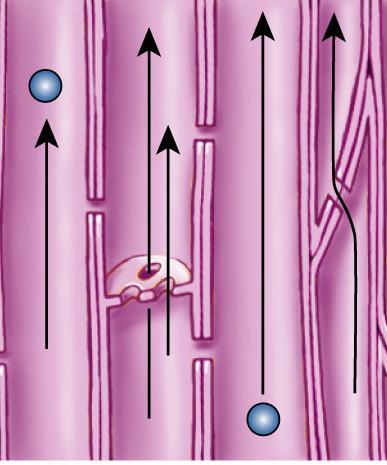 membrane WATER POTENTIAL determines direction of