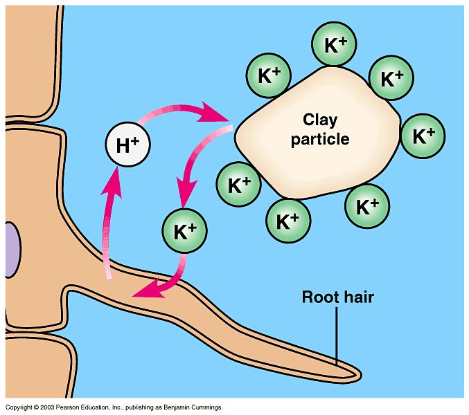 Roots secrete H + (acid) in exchange for another cation - acid rain strips away the cation nutrients E.
