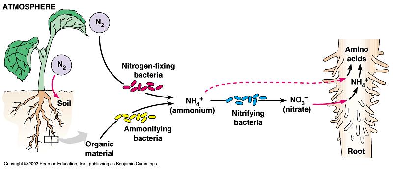 Plants depend on bacteria for N 2 A. Recall the nitrogen cycle v.