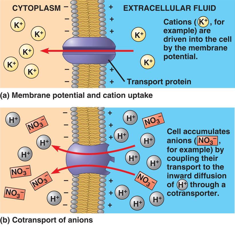 Proton Pumps CHEMIOSMOSIS Produces H + gradient creates membrane potential difference in