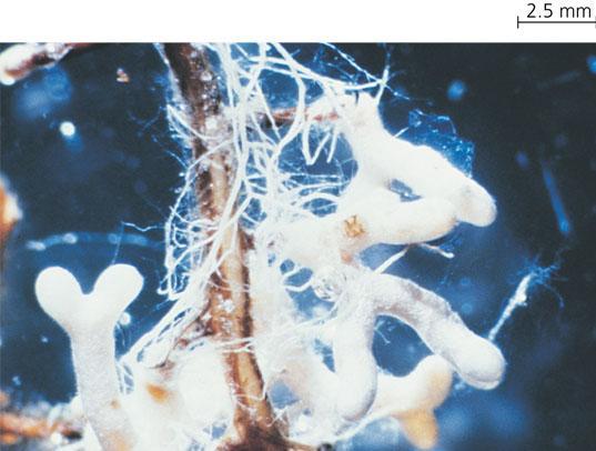 Mycorrhizae increase absorption Symbiotic relationship