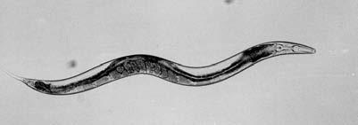 Caenorhabditis elegans: freeliving