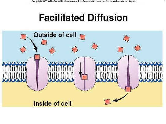 Passive Transport Membrane diffusion relies on the fact that certain particles can pass through a membrane. Why?