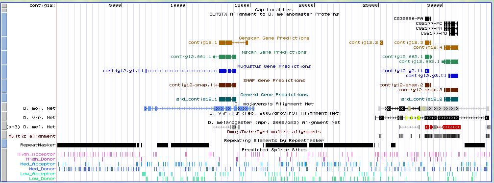 Figure 1: Initial genome browser view Feature Region Putative Annotation Genscan 12.1 12,593 to 15,160 Unmasked repeat Genscan 12.2 25,554 to 15,455 Unknown coding gene Genscan 12.