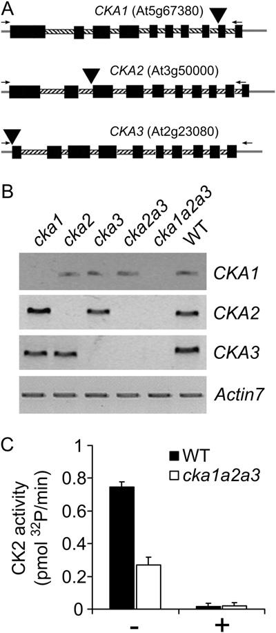 Lu et al. exception is the protein kinase CK2 (formerly Casein Kinase2).