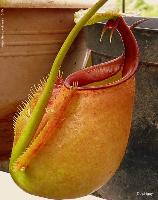 Conclusion To conclude this investigation of the Fanged Pitcher plant, it is without saying, one of the most unique organisms to be associated with the kingdom of plantae.