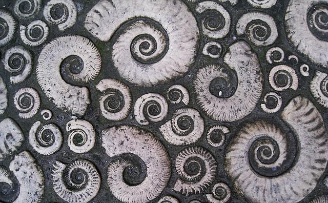 Ammonite pavement, Lyme Regis Photo