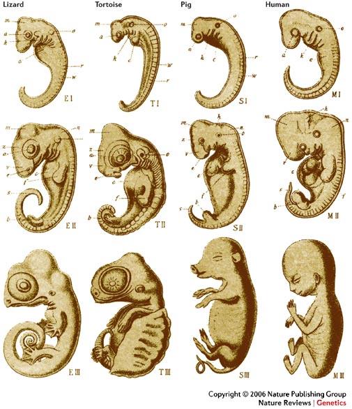 3. Embryology- Similarities in embryos