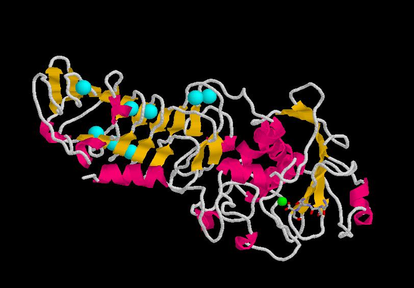 Modular protein organization 1KAP secreted calcium-binding