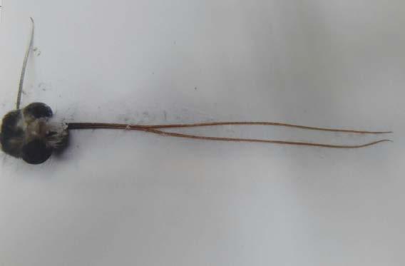 08 mm long) A Figure 4 The hawk moth