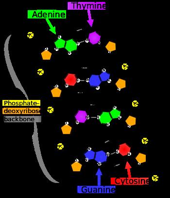 probset 8 Nucleobases: A = Adenine G = Guanine C = Cytosine
