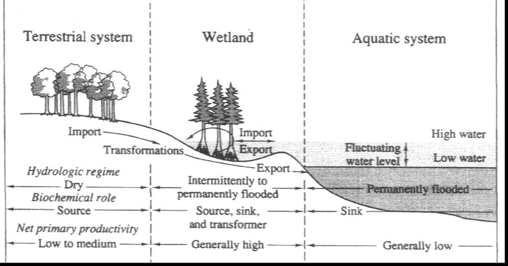 Terrestrial (dry) systems tend to have medium NPP, high + NEP Wetlands have high NPP, + or NEP Aquatic systems have low NPP, NEP Export Drained wetlands or aquatic systems are major sites of old C