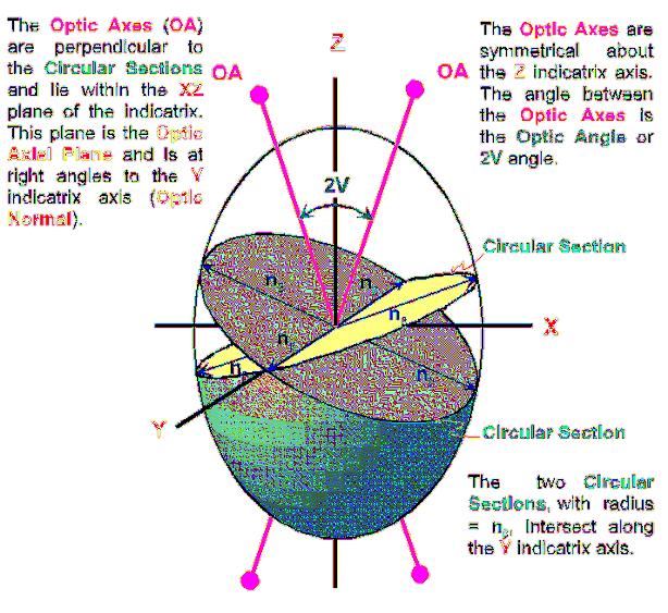 In the biaxial indicatrix the directions perpendicular to the circular sections define the OPTIC AXES of the biaxial mineral. Optic axes lie within the X - Z plane, and this plane is the OPTIC PLANE.