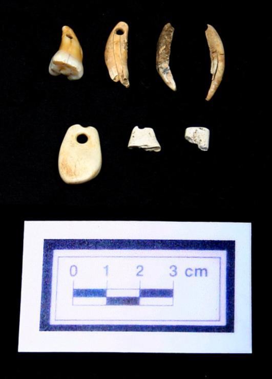 Eighty-one worked bone artifacts have been recovered. They include both utilitarian and nonutilitarian items. Utilitarian bone artifacts include flakers, awls, and a possible needle.