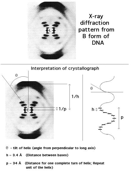 X-ray diffraction Molecular structure Diffraction spot arrangement indicates atomic arrangement Used to determine atomic arrangements of complex molecules. e.g. DNA Davisson-Germer experiment Diffraction of electrons from a nickel single crystal.
