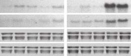 RNAs and proteins were extracted at the indicated times from Ws or nramp3 nramp4 double mutant (nr3nr4) leaves inoculated with 10 mm MgSO 4 (mock) or with Erwinia chrysanthemi (E.ch.). Expression patterns of AtFER1 analyzed by northern blot.