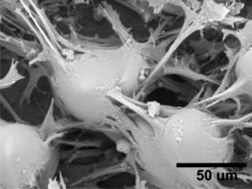 SEM images of structures with a period of 90 μm fabricated from PEG-DA-258 with rabbit myogenic stem cells grown for four days (different magnifications shown).