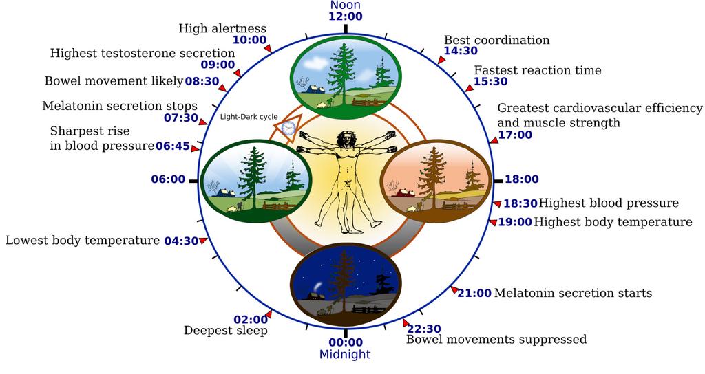 Source: wikipedia Modelling biological oscillations Oscillations in biology Circadian clocks and Van der Pol equation Circadian clock