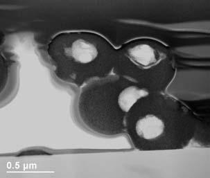 partially sectioned microspheres. generated by the atomizer and, to a lesser degree, the nanoparticle concentration in the droplets.