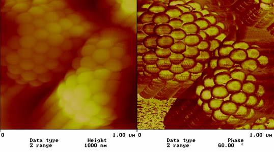 LL4.4.5 (a) (b ) (c) Figure 3. (a) AFM 3-D topographic image of clusters of 100-nm avidin-coated polystyrene particles deposited on silanized glass.