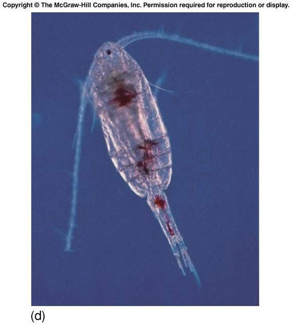 Copepod Fun Facts: Copepod means oared foot Most numerous group of animals on earth; can be anywhere from 500,000 to 1 million/square meter of seawater Fastest animals on earth; can