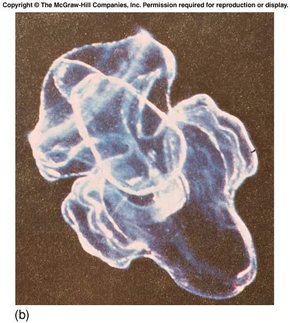protozoa) A. Phylum Sarcodina - single cell organisms 1. Foraminifera (Forams) - important calcareous sediment producers 2.