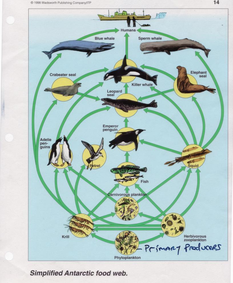 the recycling of nutrients through the food web.