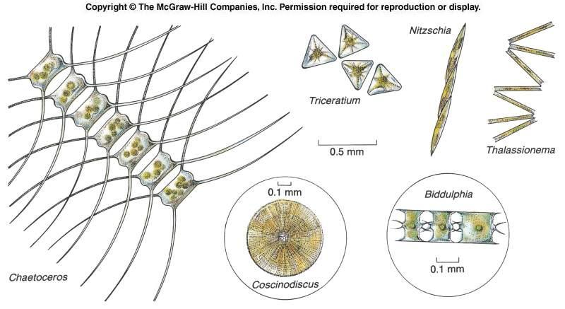 Diatoms - important siliceous sediment contributors, produce up to 60% of O 2 on