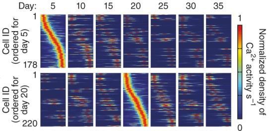 Longterm recordings show that neural codes drift on the time-scale of weeks and months Ziv, Y., Burns, L. D., Cocker, E. D., Hamel, E. O., Ghosh, K. K., Kitch, L. J.