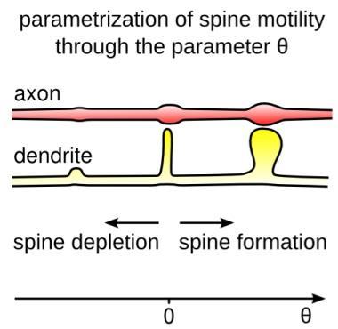Spine dynamics and synaptic plasticity can easily be integrated into a SDE for a parameter that regulates both Ansatz: A single parameter θ i controls the spine volume and once a synaptic connection
