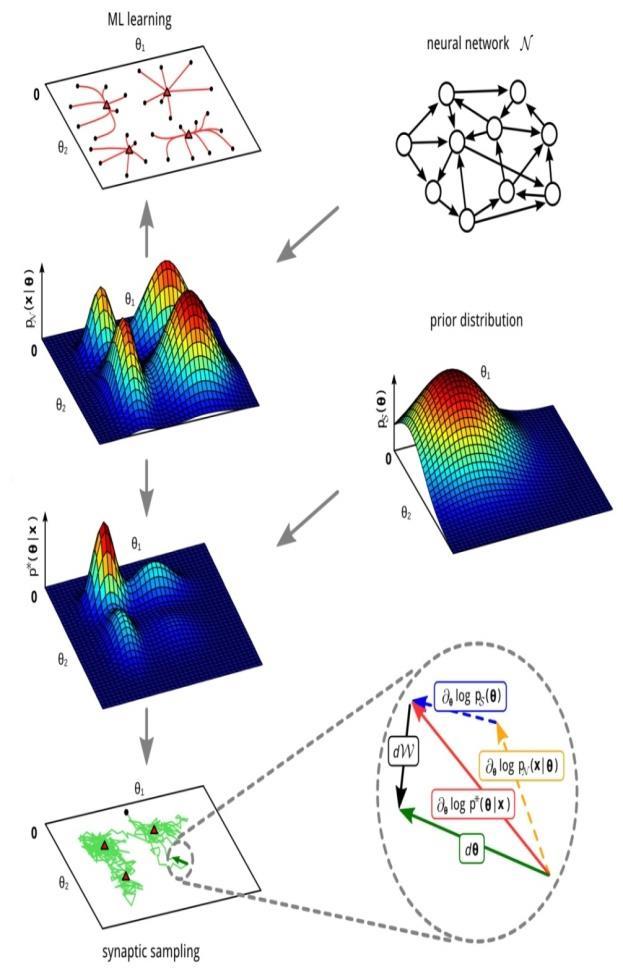 Summary of part II: Synaptic sampling One arrives at a new understanding of network learning The parameter vector permanently wanders around (with varying speed) n some very high-dimensional space of