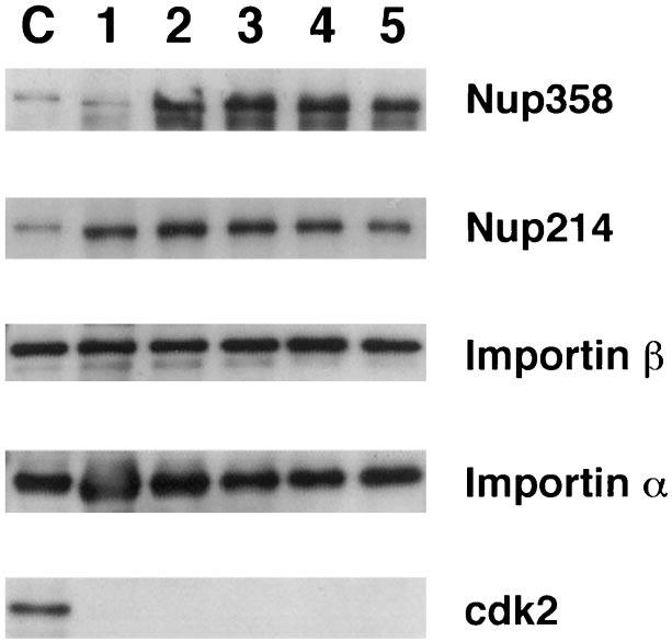 When cytoplasmic fibril proteins were examined Nup358/ RanBP2 showed good co-purification throughout (Figure 5).