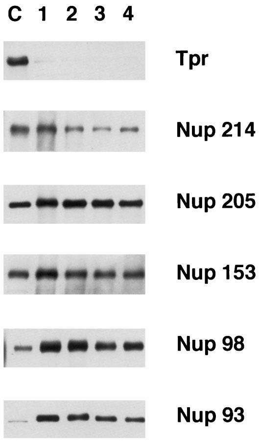 Nup214/CAN is a component of the short cytoplasmic fibrils extending from the cytoplasmic side of the pore (43,9).
