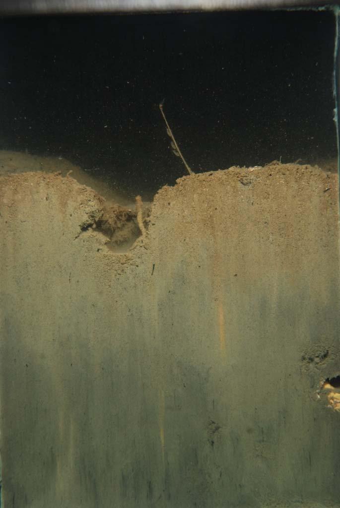 material deposits. The historical dredged material consisted of reduced sediments at depth that have experienced extensive mixing by infaunal organisms.