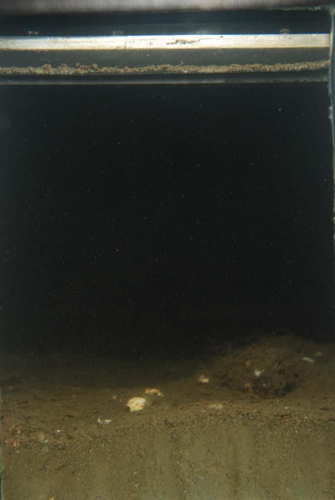 sands, presumed to be dredged material. A rounded wood piece and shell were present on the sediment surface.