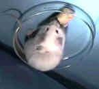 LAB PROCEDURES FOR THE MOUSE Measurement of Renal Arterial Blood Flow in the Mouse