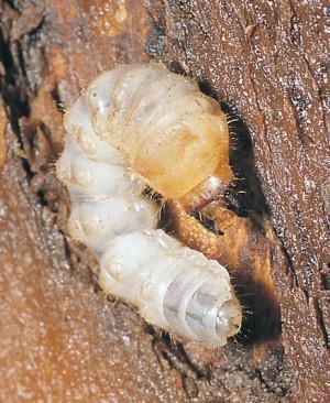 Young larvae feed near the surface, just below the inner bark, and older larvae first go deeper into wood, then turn back toward the surface.
