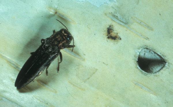 The bronze birch borer is a native species; emerald ash borer is exotic. Adult bronze birch borers are about ½ inch long and an iridescent brownish-black (bronze) in color.
