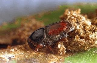 The European elm bark beetle was first detected in the U.S. in 1909, and the Dutch elm disease fungus was detected first in 1930.