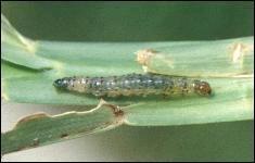 Handbook of Turfgrass Insect Pests. Entomological society of America, Lanham, MD. Shetlar, D., and J. Andon. 2012. Identification of White Grubs in Turfgrass. http://ohioline.osu.
