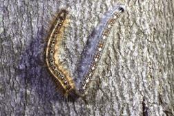 Tent caterpillars hatch in the spring from overwintered eggs, and larvae feed