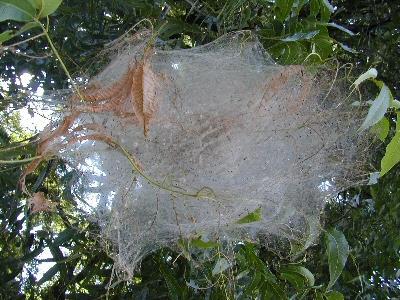 Above: Fall webworm adult(left), larva (center), and webbing (right)