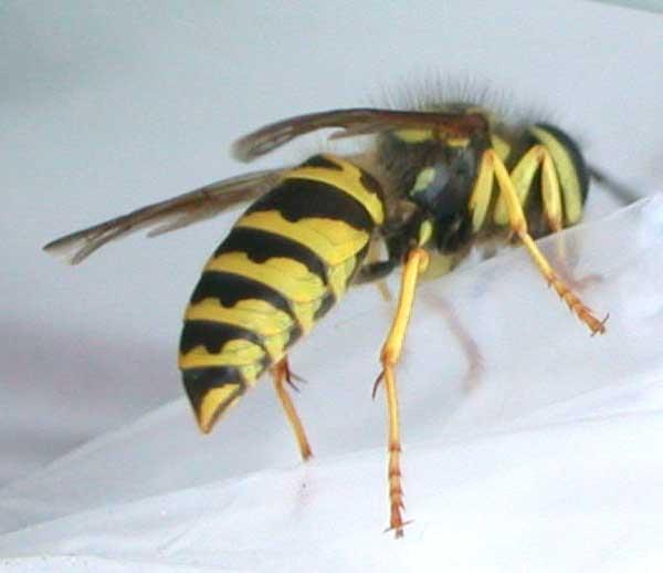 15. Yellow jackets and the bald-faced hornet. German yellowjacket, University of Wisconsin. Baldfaced hornet. R.