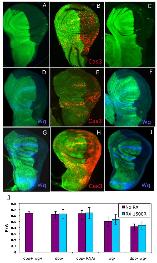 Dpp/Wg signalling in compensatory growth RESEARCH ARTICLE 1171 Fig. 1. Effect of radiation-induced apoptosis on the size of mutant posterior wing compartments.