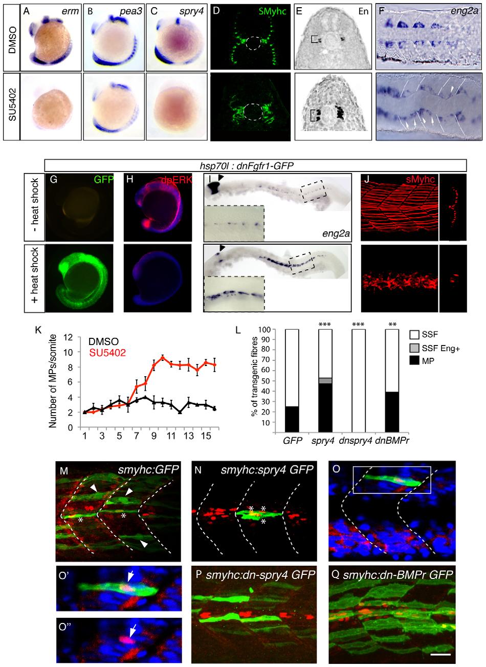 Adaxial Cell Morphogenesis and Fate Determination Figure 4. sprouty4-mediated FGF inhibition promotes muscle pioneer formation.