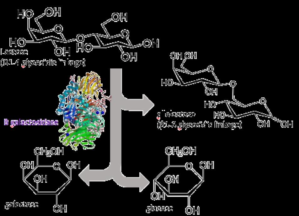 POSITIVE REGULATION CAP, CAMP & POLYMERASE A second aspect of lac operon regulation is conferred by a trans-acting factor called camp binding protein (CAP, Figure 6).