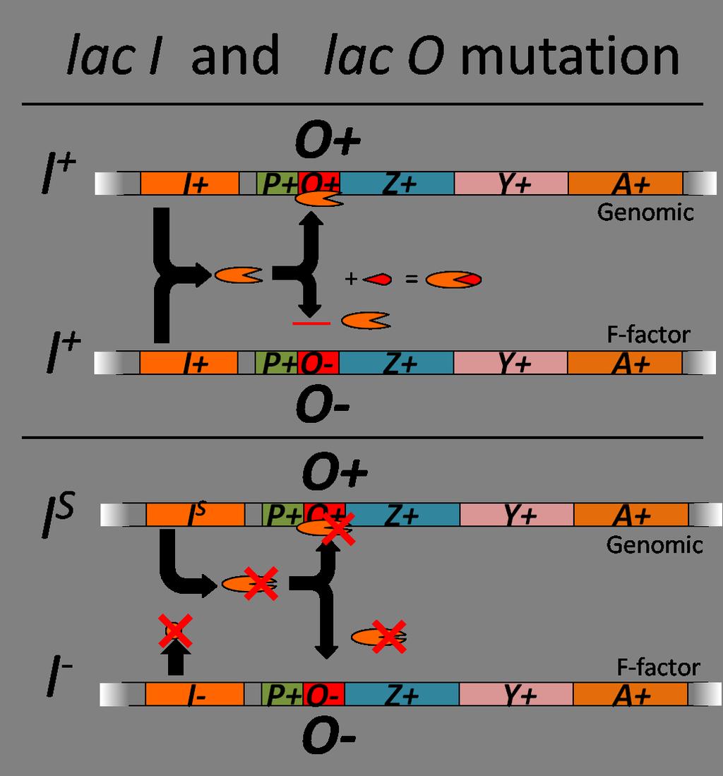 CHAPTER 13 PROKARYOTE GENES: E. COLI LAC OPERON 4. THE USE OF MUTANTS TO STUDY THE LAC OPERON 4.1. SINGLE MUTANTS OF THE LAC OPERON The lac operon and its regulators were first characterized by studying mutants of E.
