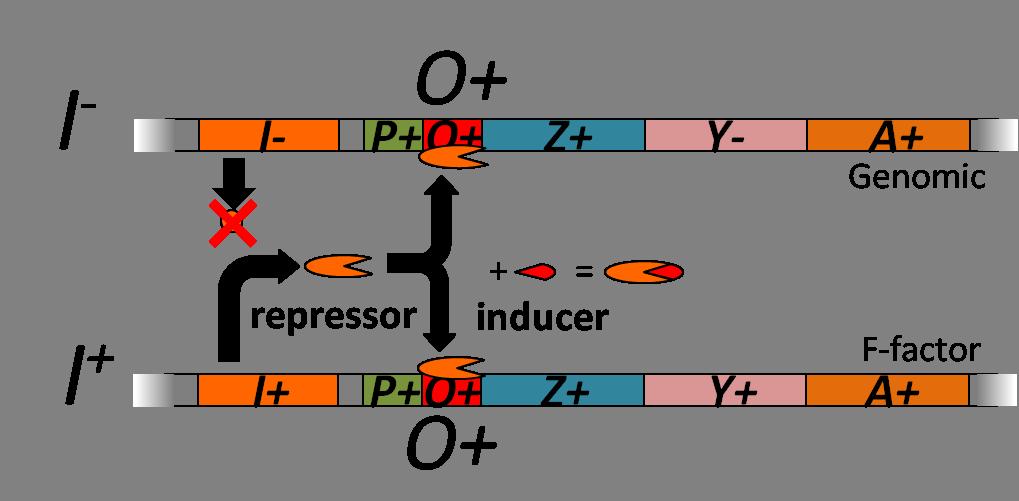 PROKARYOTE GENES: E. COLI LAC OPERON CHAPTER 13 produce functional repressors that bind to operator sequence, preventing transcription. (Figure 8) I + and I - in trans. Therefore, E.