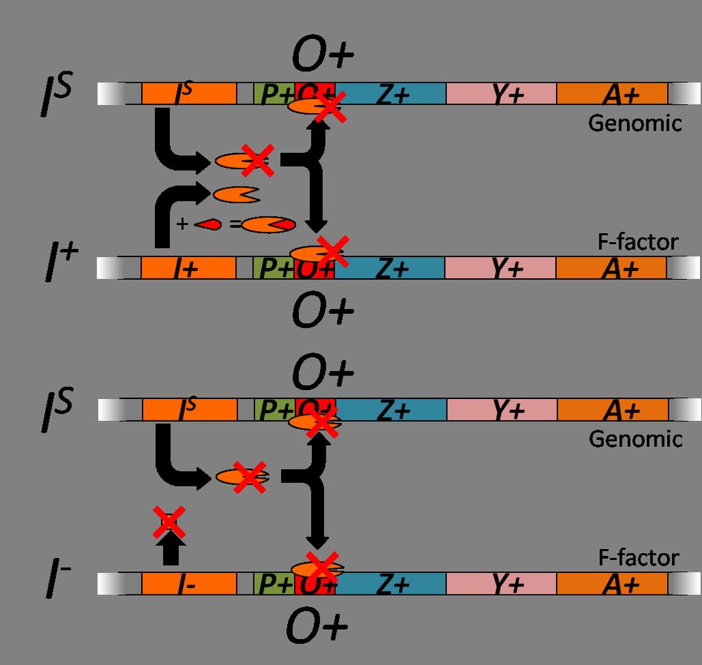 0) The other class of mutant alleles for laci are called I s. The altered amino sequence of their proteins remove the allosteric site.