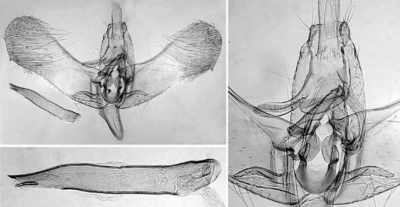 148 KAILA: Review of the subgenus Elachista (Dibrachia) 27 26 28 Figs. 26 28. Male genitalia of the holotype of Elachista alicanta sp. n. (L. Kaila prep. n. 4193). 26. General view. 27. Details of uncus, gnathos, and juxta.
